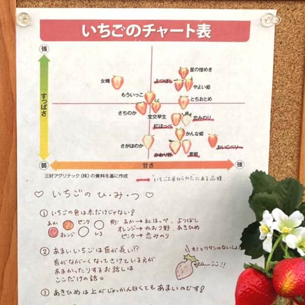 いちご品種のチャート表